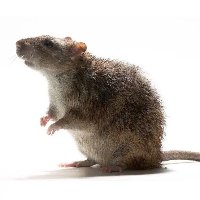 Lab Rat